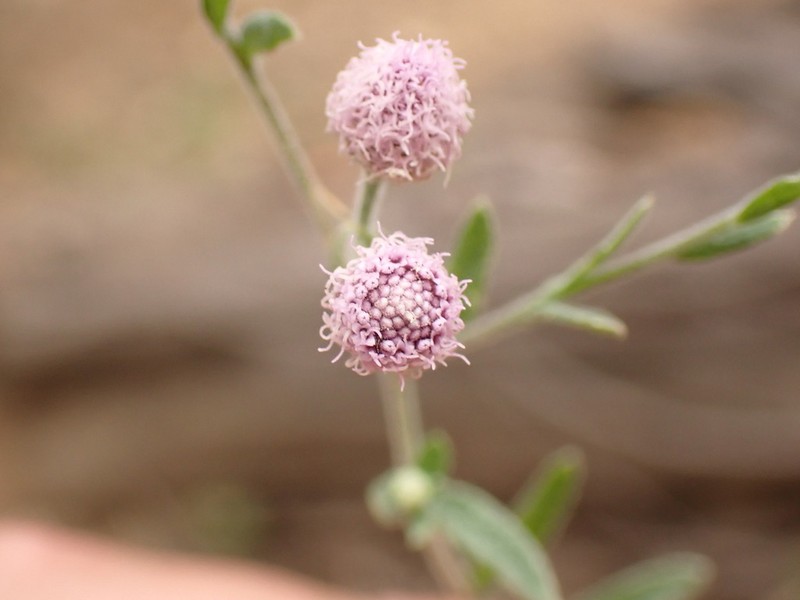 Isocarpha microcephala photo 4