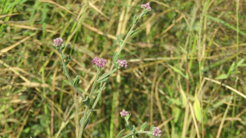 Isocarpha microcephala photo 5