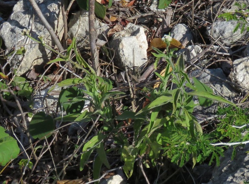 Rio Grande Pearlhead photo 2