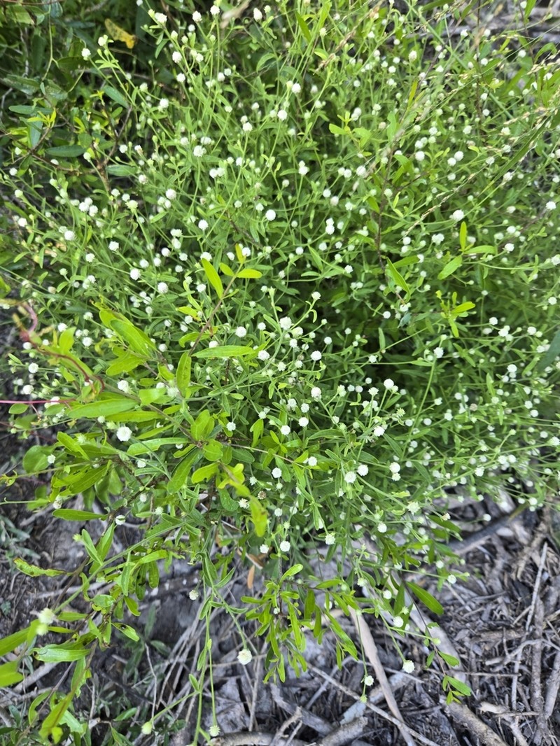 Rio Grande Pearlhead photo 3