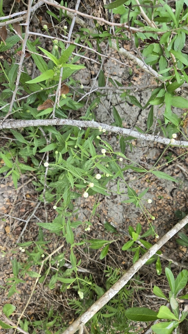 Rio Grande Pearlhead photo 4