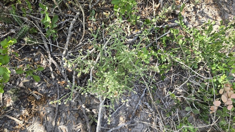 Rio Grande Pearlhead photo 8