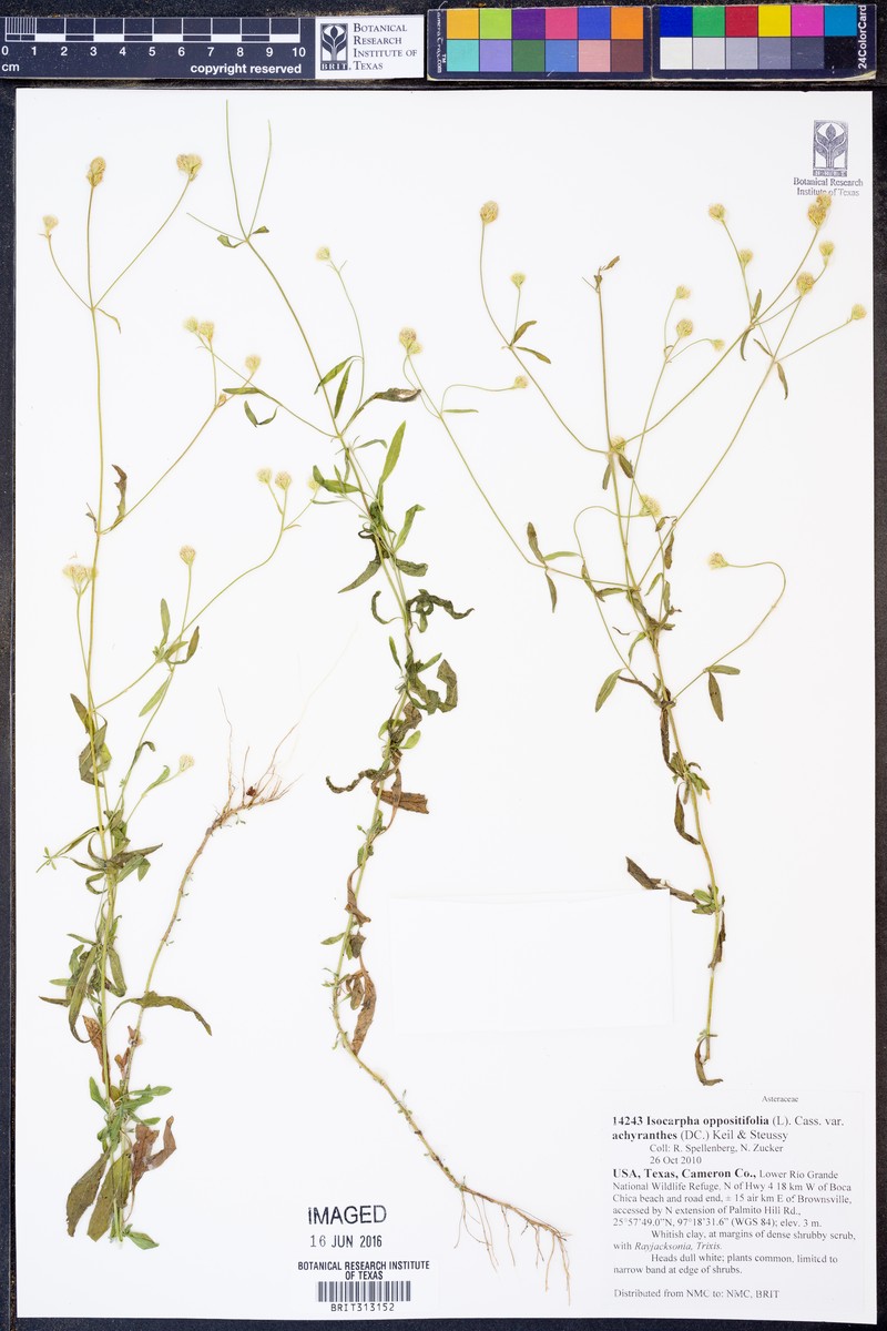 Isocarpha oppositifolia var. achyranthes photo 3