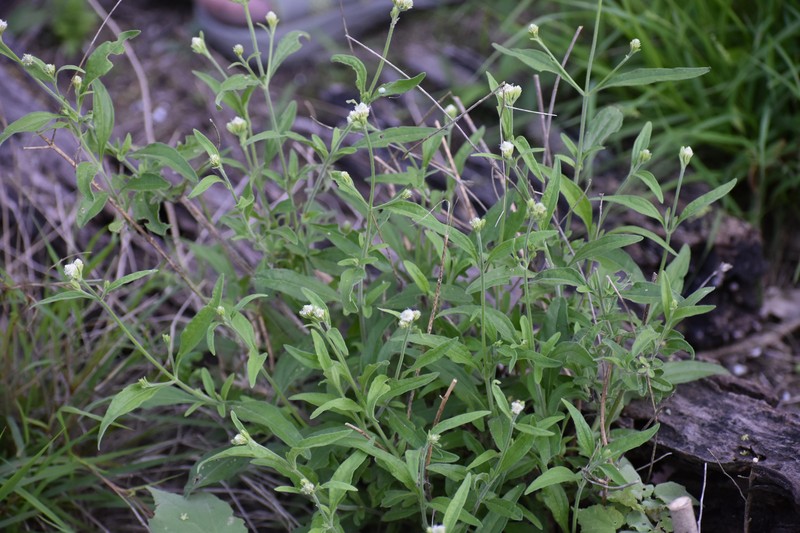Isocarpha oppositifolia var. achyranthes
