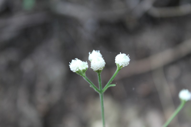 Isocarpha oppositifolia var. achyranthes photo 2