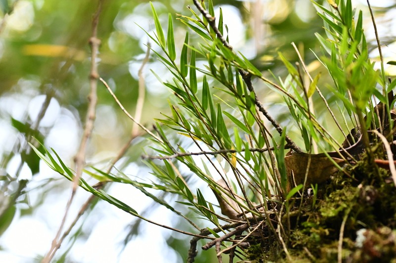Narrowleaf Equallip Orchid