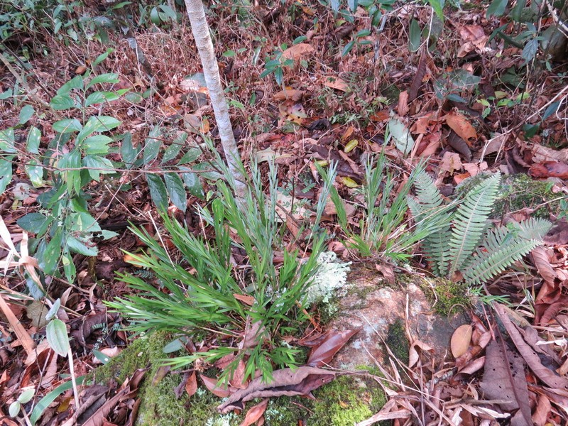 Narrowleaf Equallip Orchid photo 2