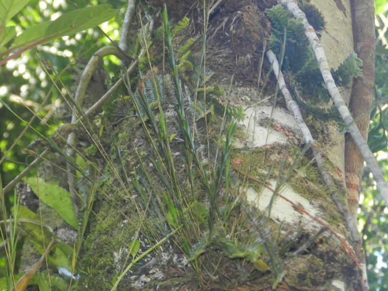 Narrowleaf Equallip Orchid photo 3