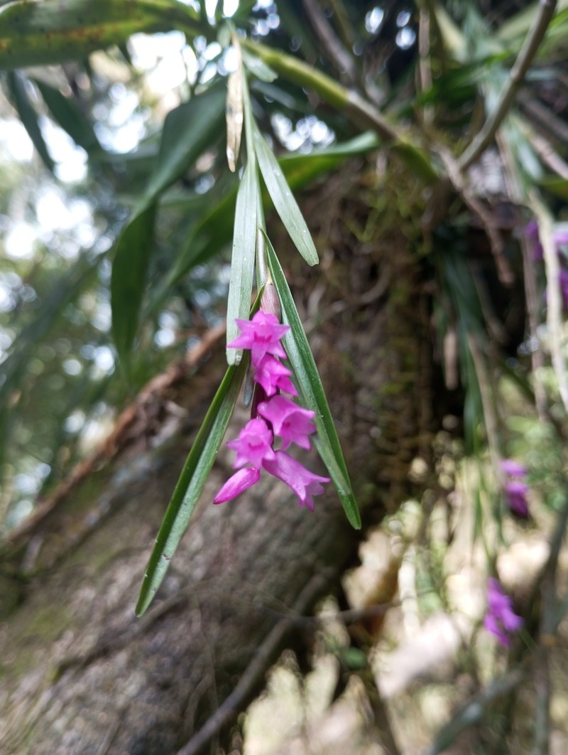 Narrowleaf Equallip Orchid photo 4
