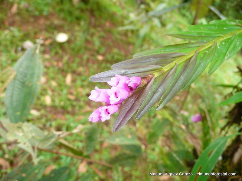 Narrowleaf Equallip Orchid photo 5