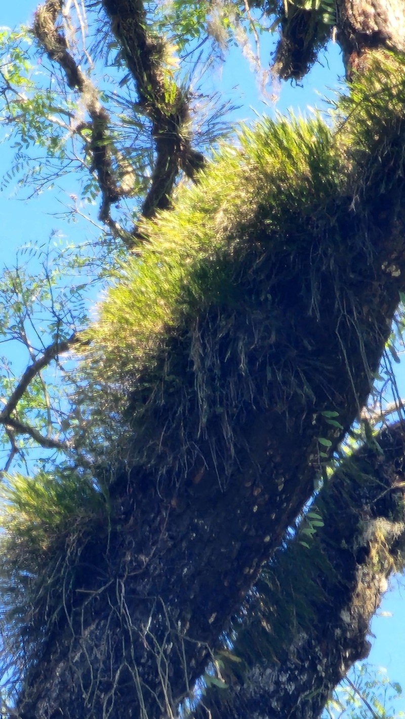 Narrowleaf Equallip Orchid photo 6