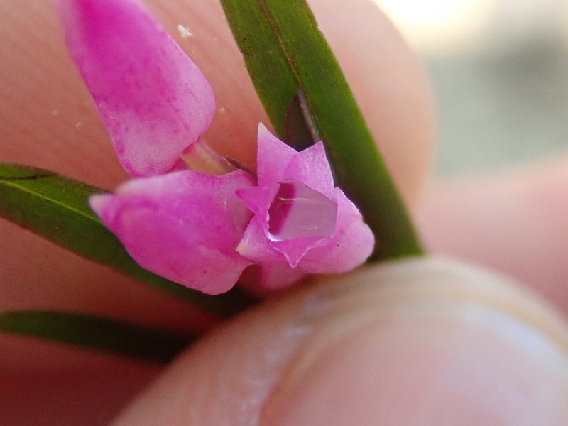 Narrowleaf Equallip Orchid photo 7