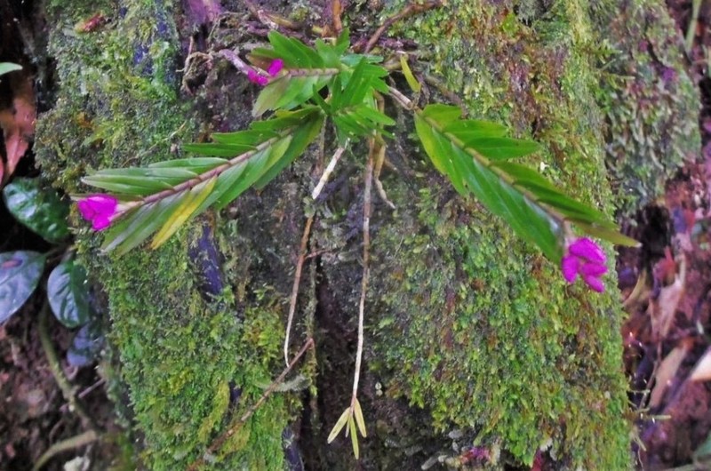 Narrowleaf Equallip Orchid photo 8