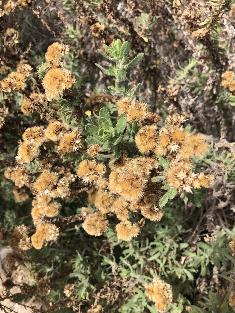 Alkali Goldenbush