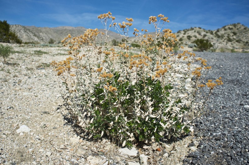 Alkali Goldenbush photo 2
