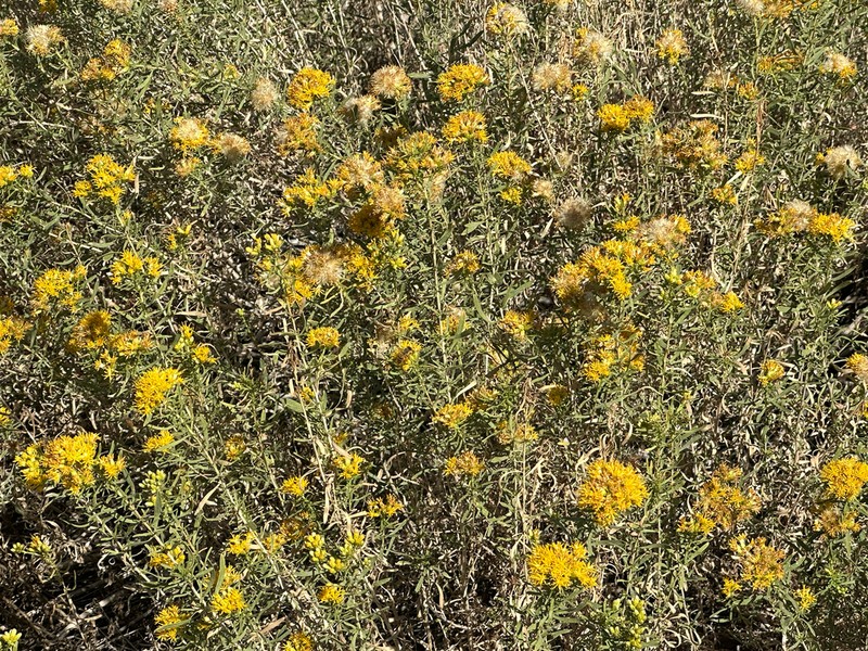 Alkali Goldenbush photo 3