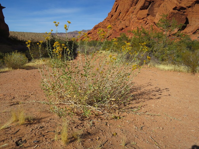 Alkali Goldenbush photo 4