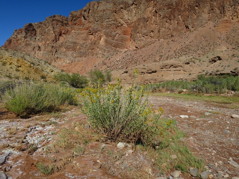 Alkali Goldenbush photo 5