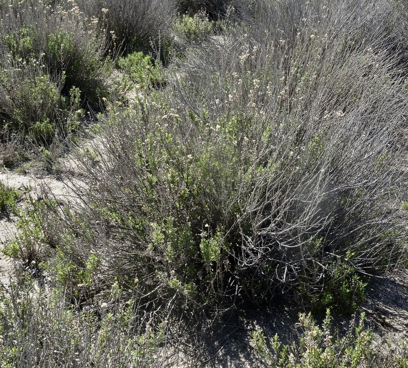 Alkali Goldenbush photo 7