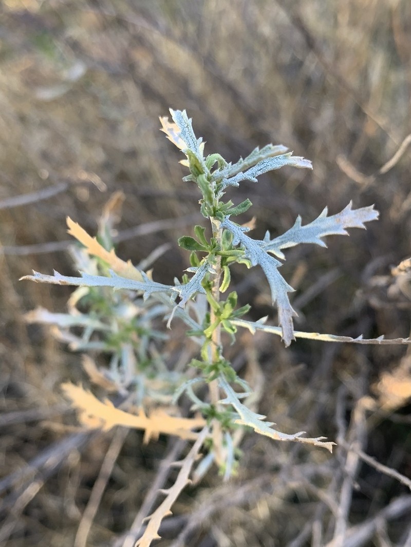 Alkali Goldenbush photo 8