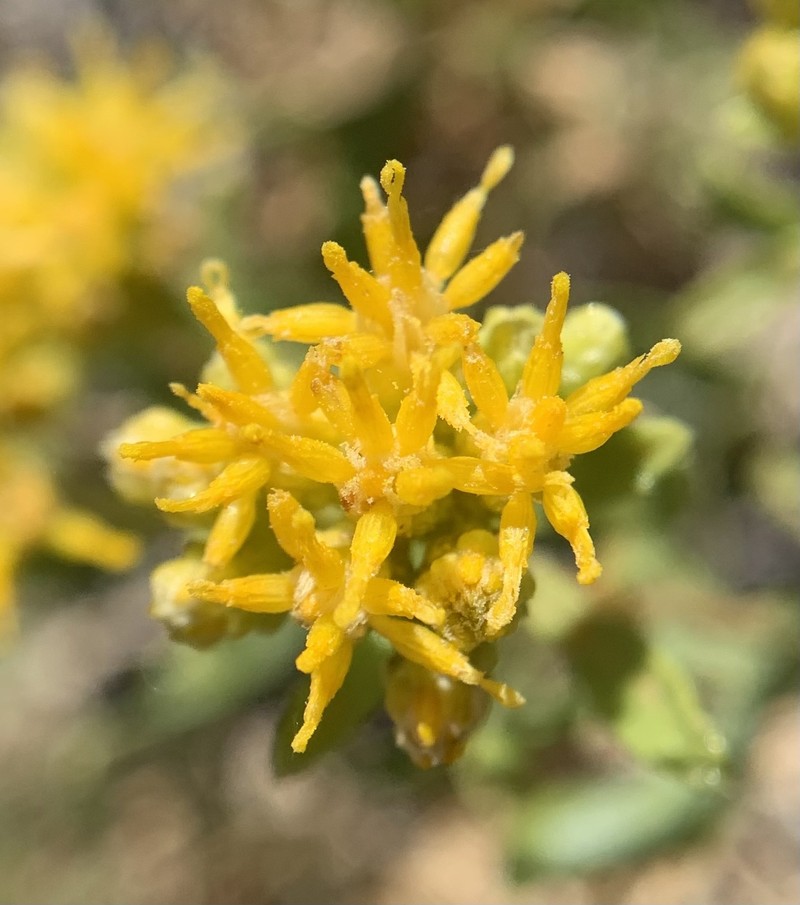 Isocoma acradenia var. acradenia