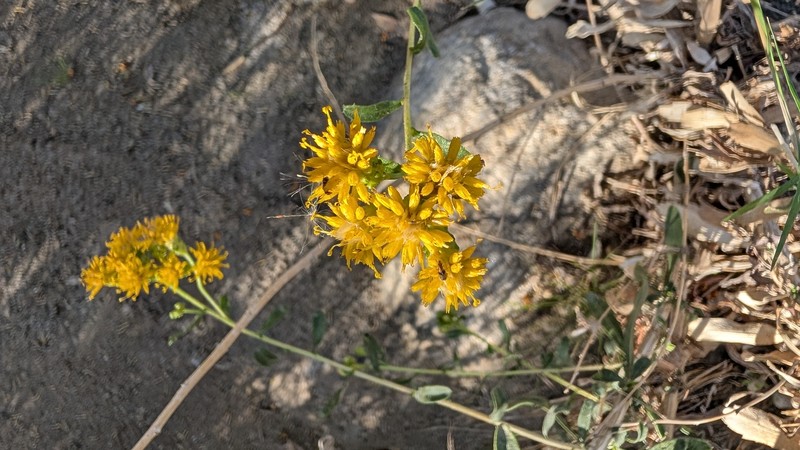 Isocoma acradenia var. acradenia photo 2