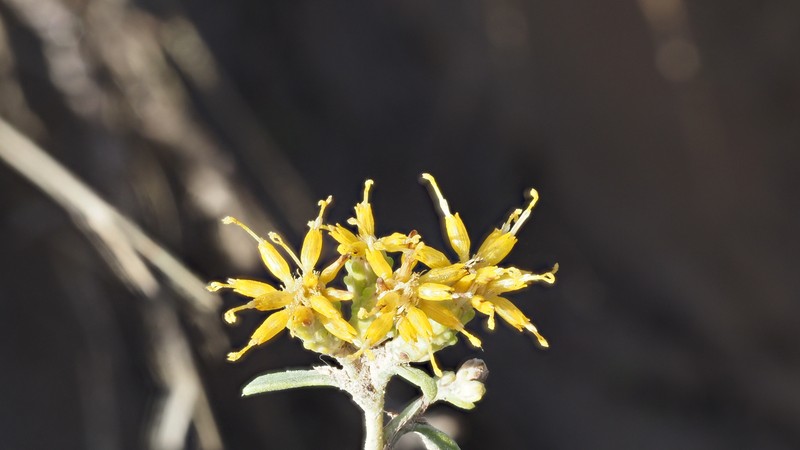 Isocoma acradenia var. acradenia photo 3