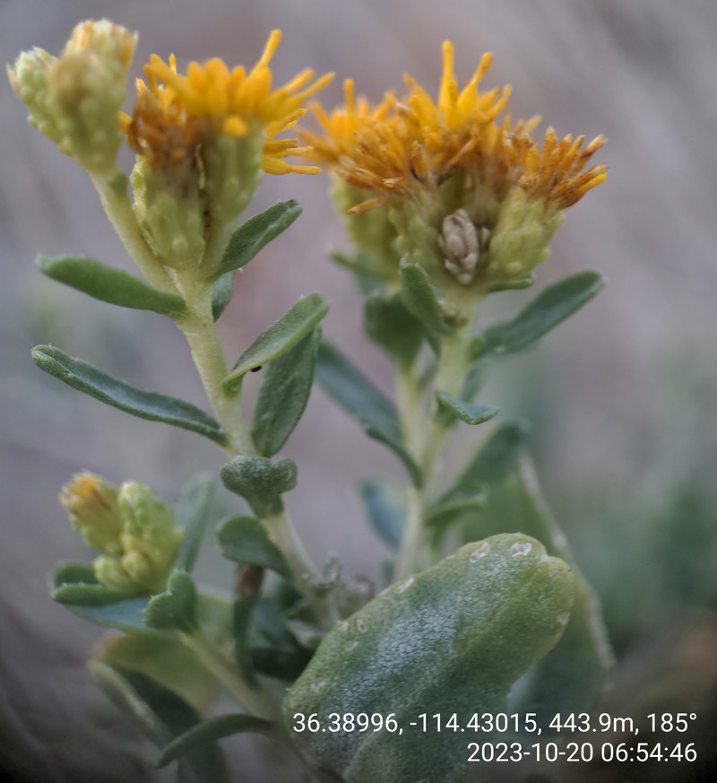 Isocoma acradenia var. acradenia photo 4
