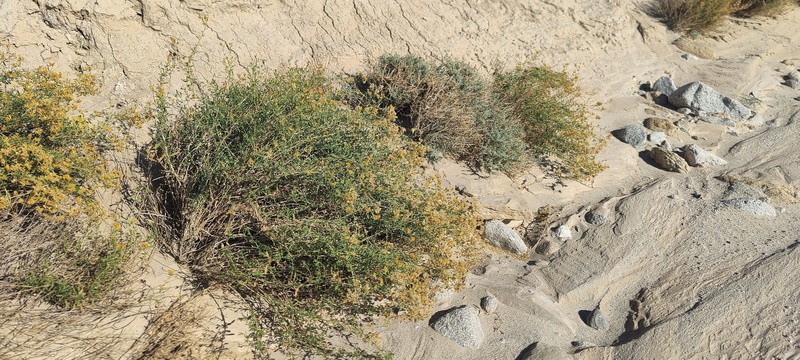 Isocoma acradenia var. acradenia photo 5