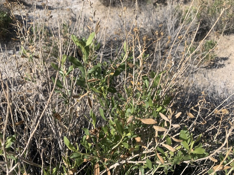 Isocoma acradenia var. acradenia photo 6