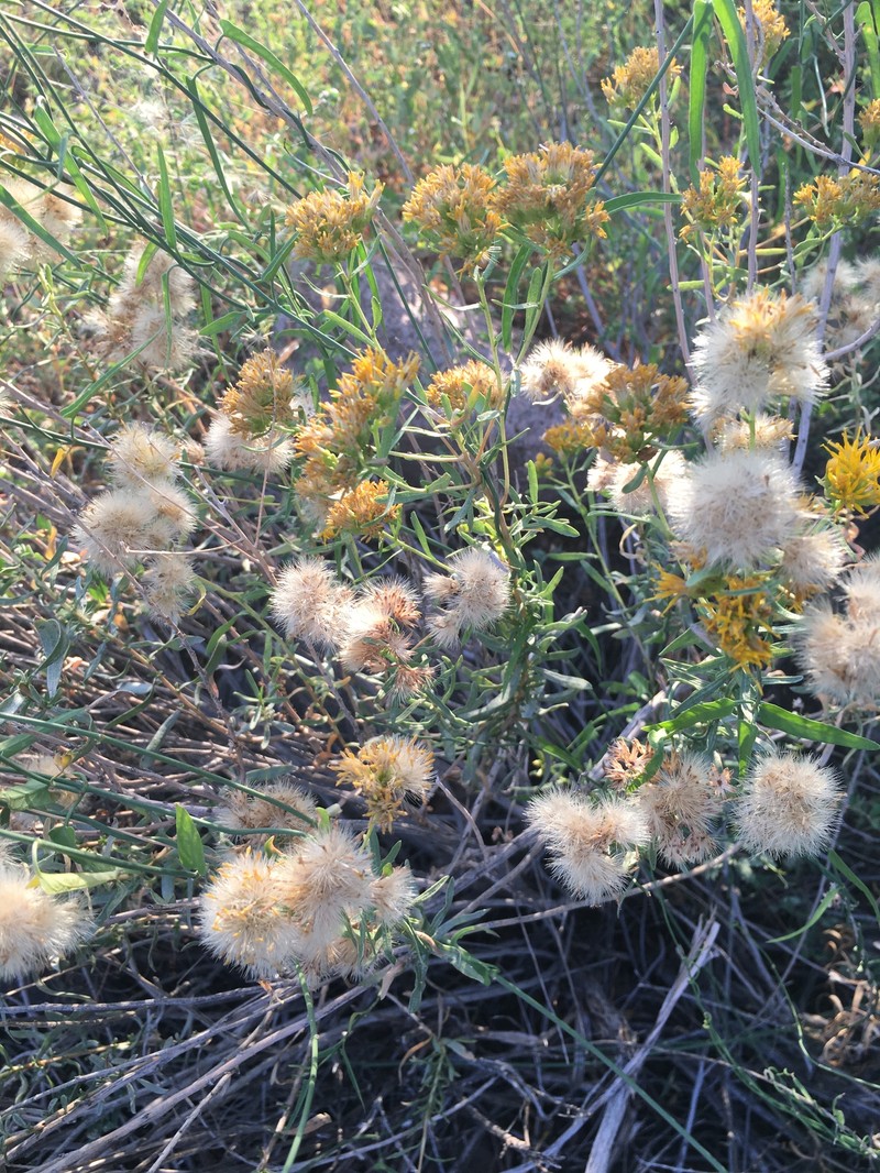 Isocoma acradenia var. acradenia photo 7