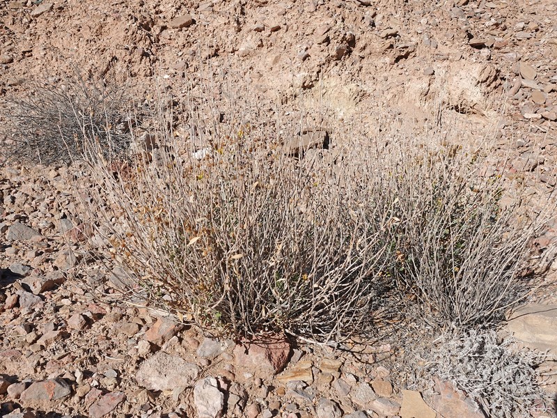 Isocoma acradenia var. acradenia photo 8