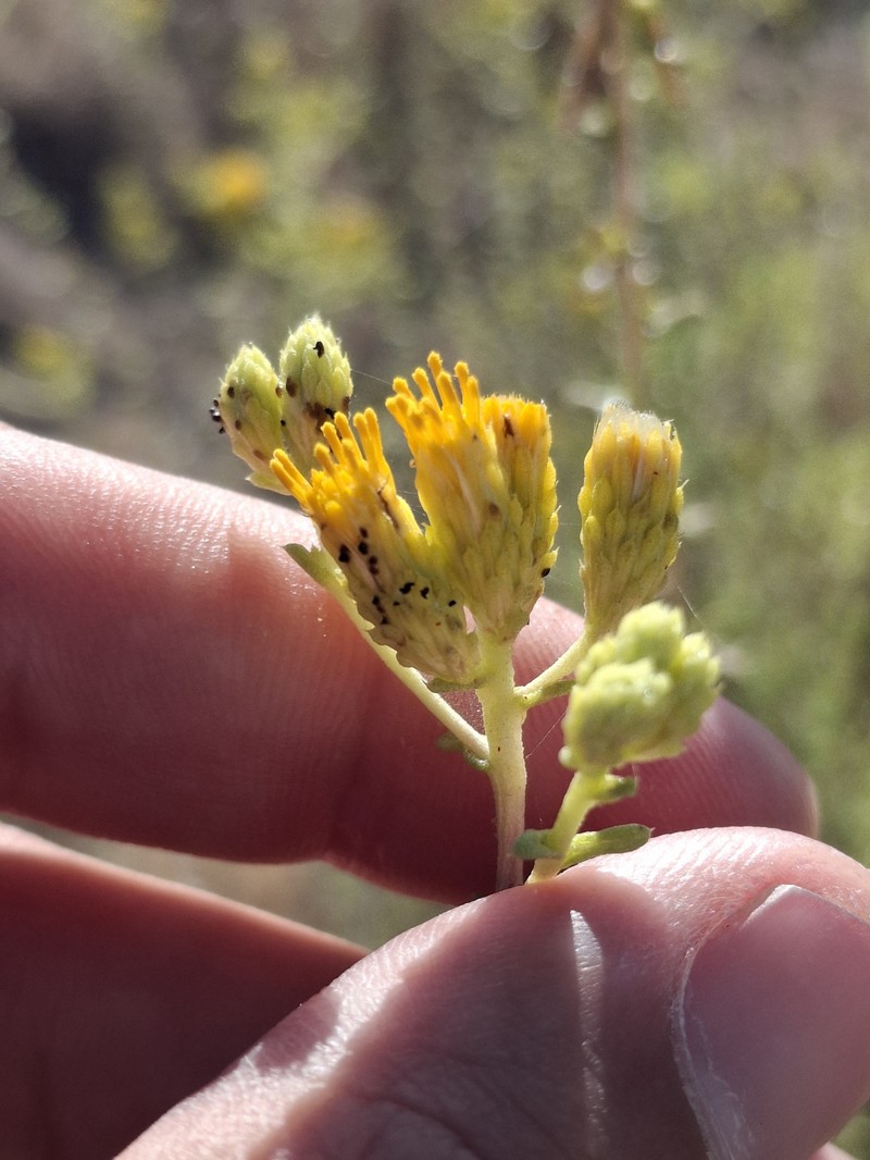 Isocoma acradenia var. bracteosa