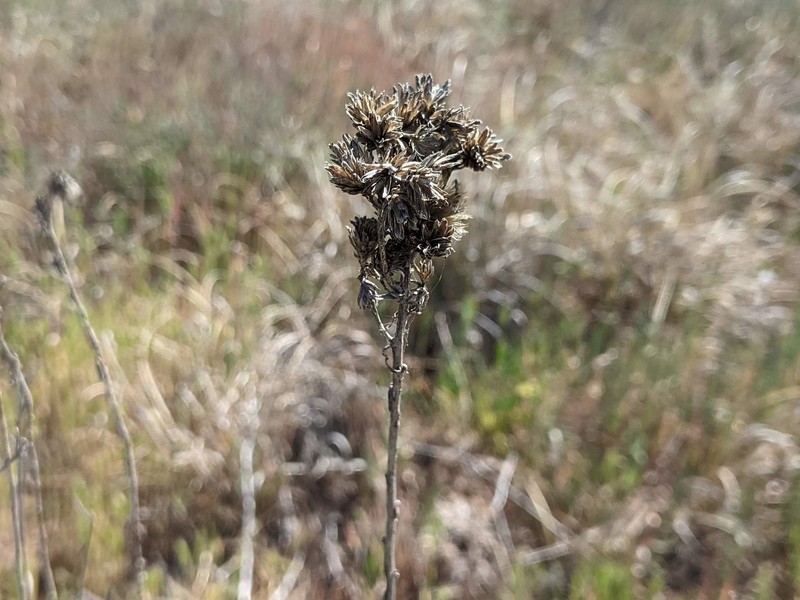 Isocoma acradenia var. bracteosa photo 2