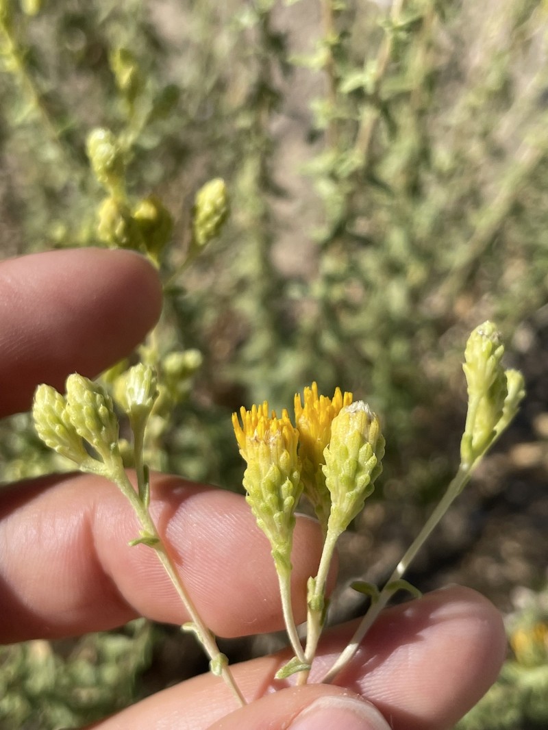 Isocoma acradenia var. bracteosa photo 3