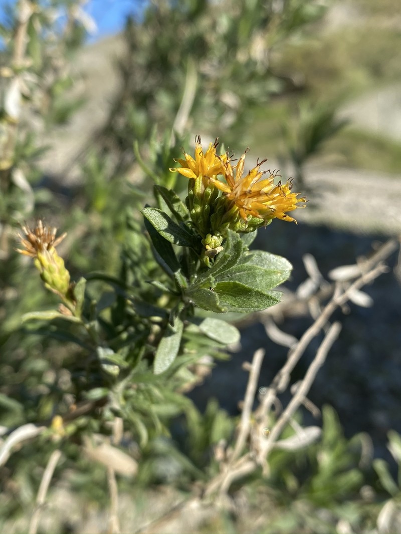 Isocoma acradenia var. bracteosa photo 4