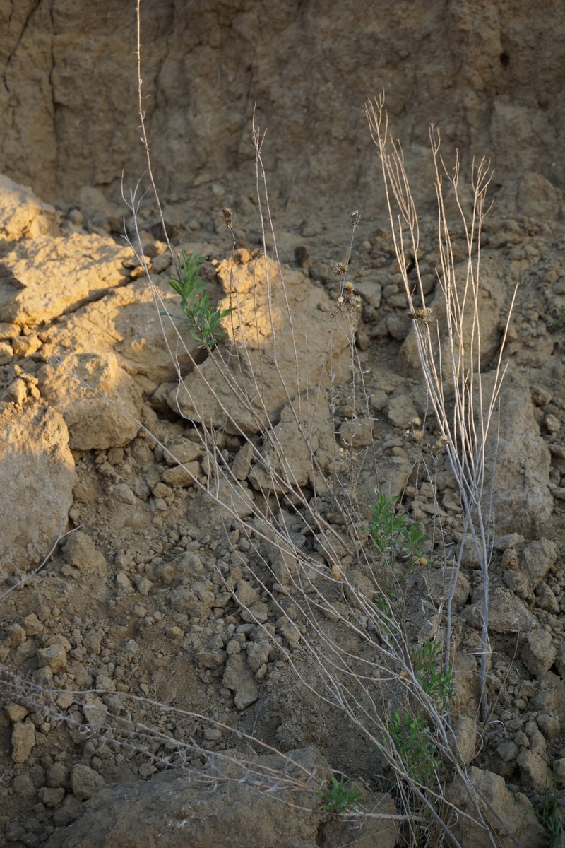 Isocoma acradenia var. bracteosa photo 5