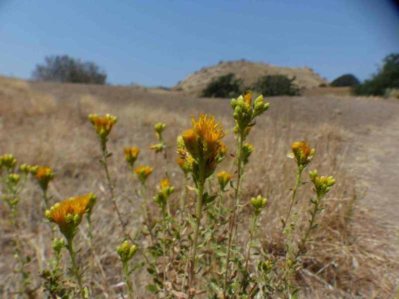 Isocoma acradenia var. bracteosa photo 6