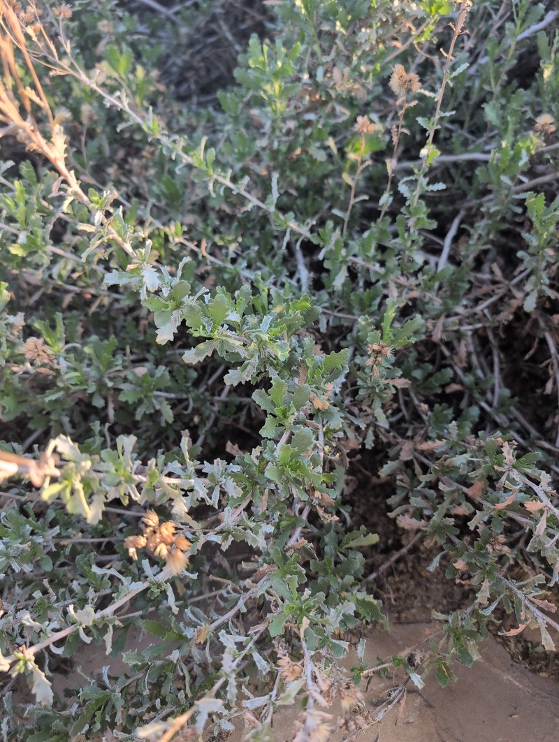 Isocoma acradenia var. eremophila photo 2