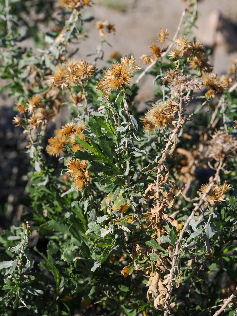 Isocoma acradenia var. eremophila photo 3