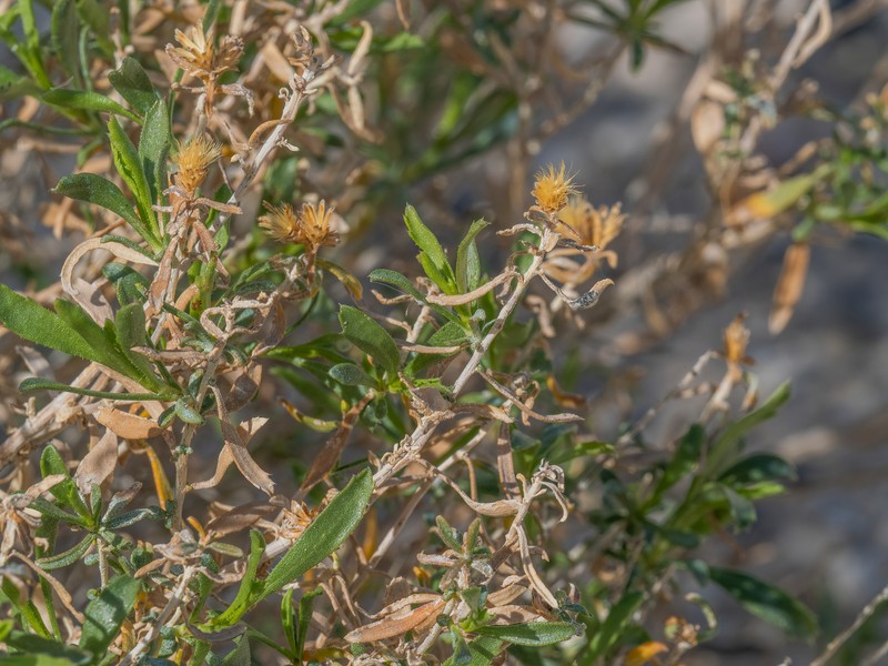 Isocoma acradenia var. eremophila photo 4