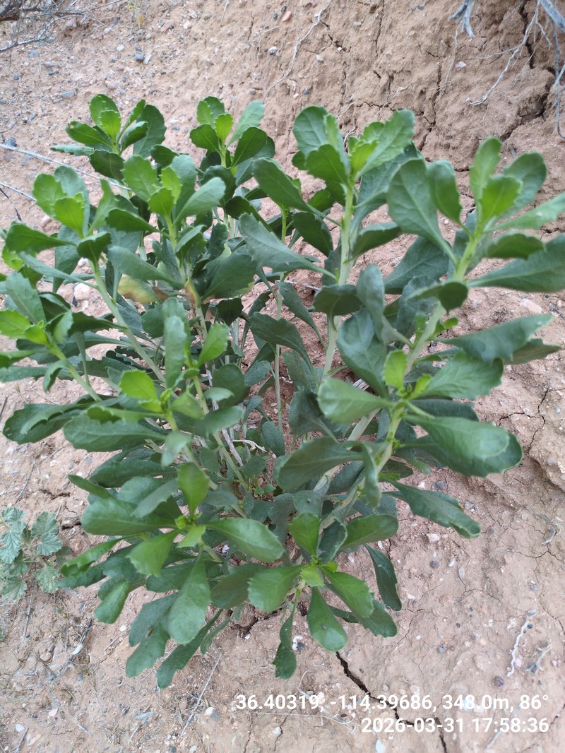 Isocoma acradenia var. eremophila photo 5