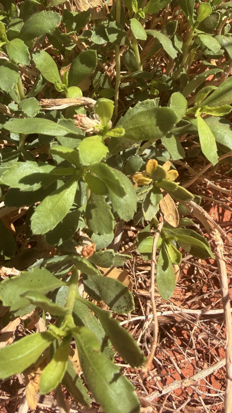 Isocoma acradenia var. eremophila photo 6