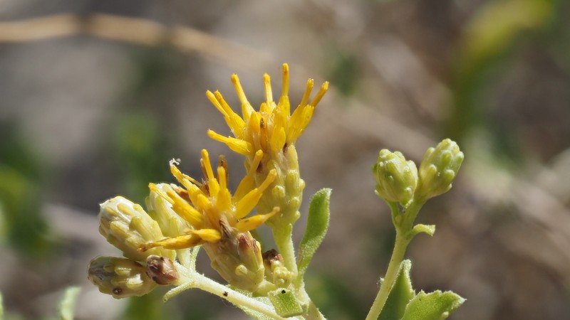 Isocoma acradenia var. eremophila photo 7