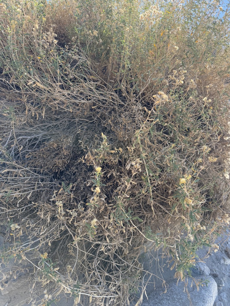 Isocoma acradenia var. eremophila photo 8