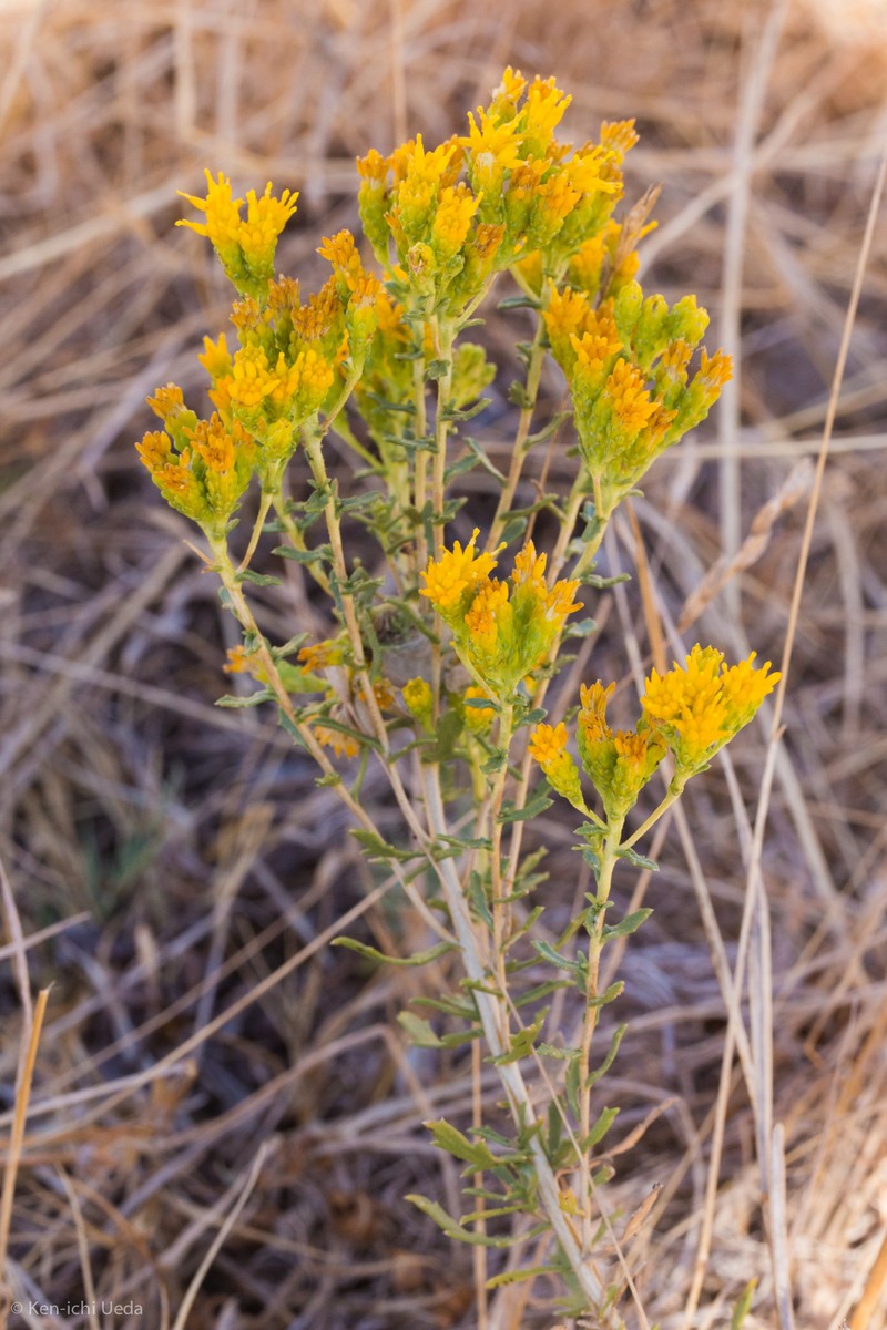 Carquinez Goldenbush