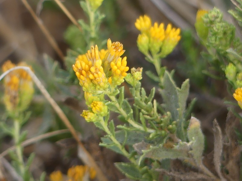 Carquinez Goldenbush