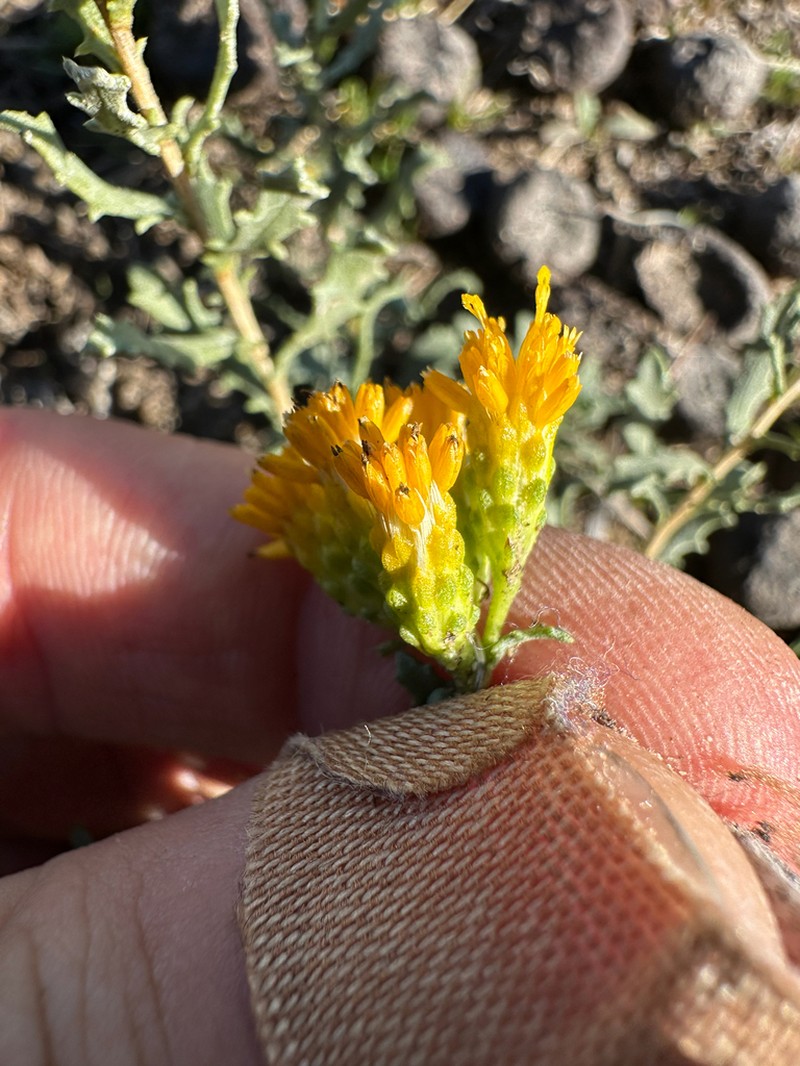 Carquinez Goldenbush photo 2