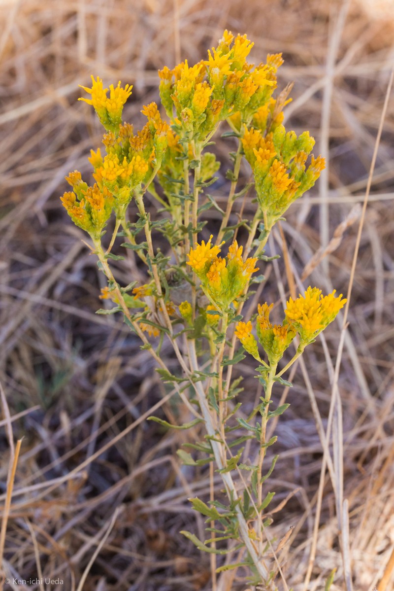 Carquinez Goldenbush photo 3