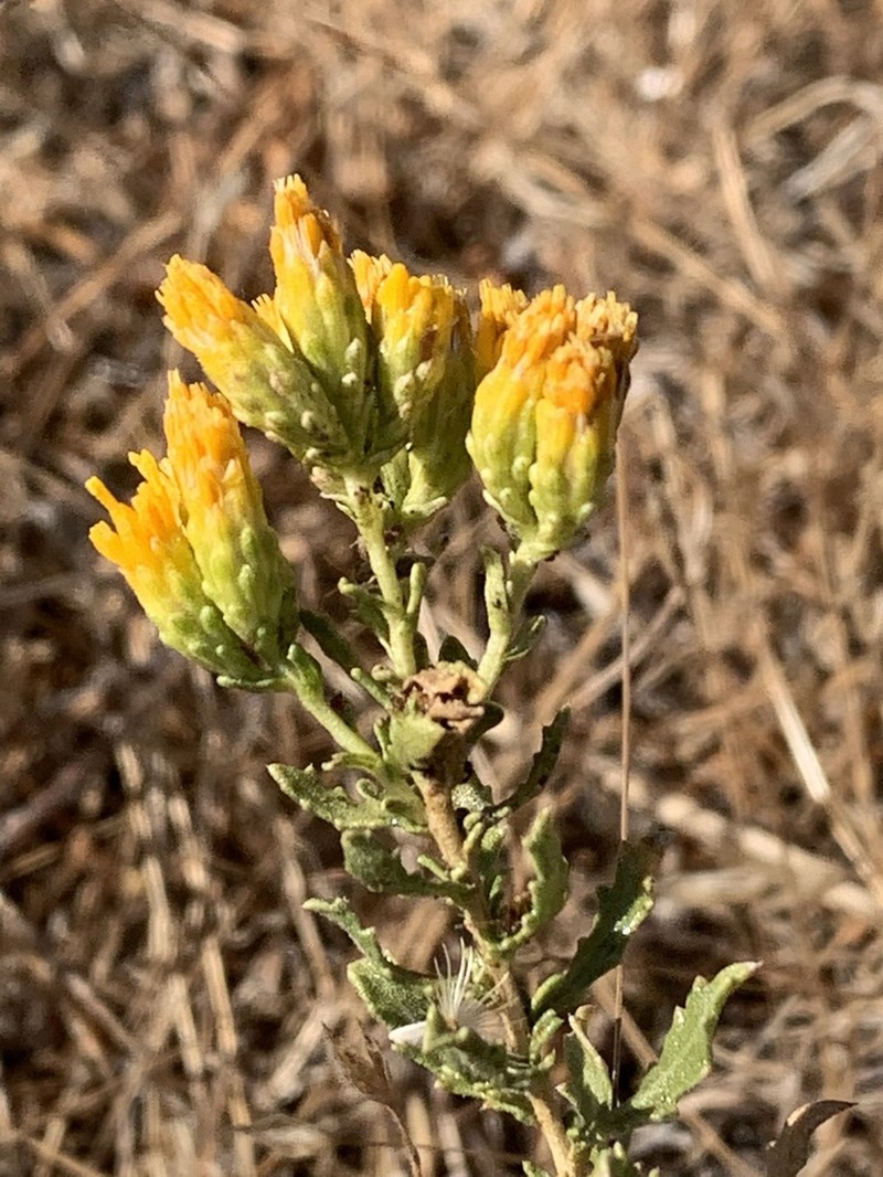 Carquinez Goldenbush photo 4